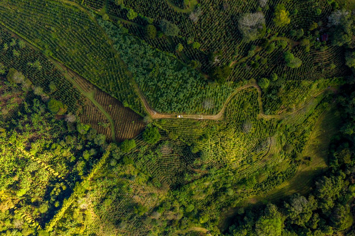 Proceso de cosecha artesanal del café KaPHi en la finca de Nirgua, Yaracuy